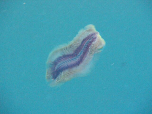 Polyclad Flatworm at Yacht Haven Marina